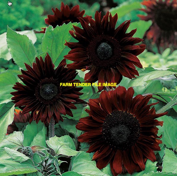 Black Sunflowers in Bulka Bags Grain & Seed Sunflowers For